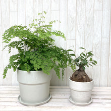 画像をギャラリービューアに読み込む, アジアンタム6号・ガジュマル4号 室内におすすめ鉢カバー付2点セット