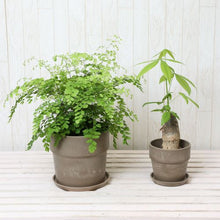 画像をギャラリービューアに読み込む, アジアンタム6号・パキラ4号 室内におすすめ鉢カバー付2点セット