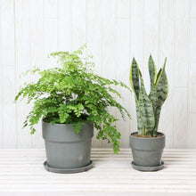 画像をギャラリービューアに読み込む, アジアンタム6号・サンスベリア4号 室内におすすめ鉢カバー付2点セット