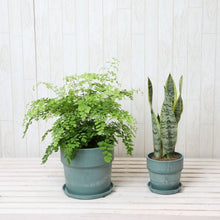 画像をギャラリービューアに読み込む, アジアンタム6号・サンスベリア4号 室内におすすめ鉢カバー付2点セット