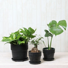 画像をギャラリービューアに読み込む, モンステラ4号・ガジュマル4号・ポトス6号 室内におすすめ鉢カバー3点セット