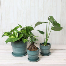 画像をギャラリービューアに読み込む, モンステラ4号・ガジュマル4号・ポトス6号 室内におすすめ鉢カバー3点セット