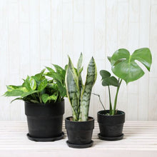 画像をギャラリービューアに読み込む, モンステラ 4号・サンスベリア 4号 ・ポトス 6号 室内におすすめ鉢カバー付3点セット