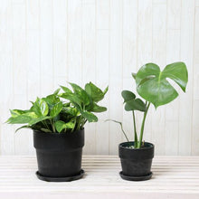 画像をギャラリービューアに読み込む, モンステラ4号・ポトス6号 室内におすすめ鉢カバーセット