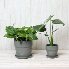 画像をギャラリービューアに読み込む, モンステラ4号・ポトス6号 室内におすすめ鉢カバーセット