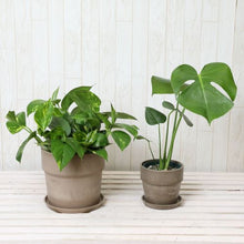 画像をギャラリービューアに読み込む, モンステラ4号・ポトス6号 室内におすすめ鉢カバーセット