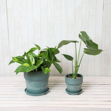 画像をギャラリービューアに読み込む, モンステラ4号・ポトス6号 室内におすすめ鉢カバーセット