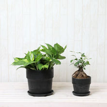 画像をギャラリービューアに読み込む, ガジュマル4号・ポトス6号 室内におすすめ鉢カバー付2点セット