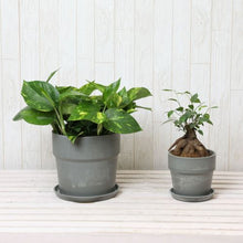 画像をギャラリービューアに読み込む, ガジュマル4号・ポトス6号 室内におすすめ鉢カバー付2点セット