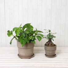 画像をギャラリービューアに読み込む, ガジュマル4号・ポトス6号 室内におすすめ鉢カバー付2点セット