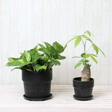 画像をギャラリービューアに読み込む, パキラ4号・ポトス6号 室内におすすめ鉢カバー付2点セット