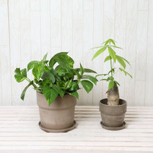 画像をギャラリービューアに読み込む, パキラ4号・ポトス6号 室内におすすめ鉢カバー付2点セット
