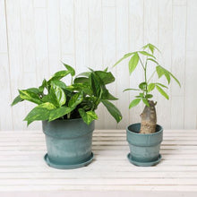 画像をギャラリービューアに読み込む, パキラ4号・ポトス6号 室内におすすめ鉢カバー付2点セット