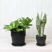 画像をギャラリービューアに読み込む, 【セットでお得!】サンスベリア4号・ポトス6号 鉢カバー付 2点セット
