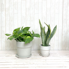 画像をギャラリービューアに読み込む, 【セットでお得!】サンスベリア4号・ポトス6号 鉢カバー付 2点セット