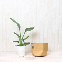 画像をギャラリービューアに読み込む, ストレリチア・レギネ 5号 鉢カバー「Re:af®」セット