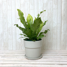 画像をギャラリービューアに読み込む, アスプレニウム・アビス 5号