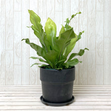 画像をギャラリービューアに読み込む, アスプレニウム・アビス 5号