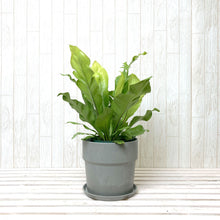 画像をギャラリービューアに読み込む, アスプレニウム・アビス 5号