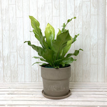 画像をギャラリービューアに読み込む, アスプレニウム・アビス 5号