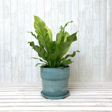 画像をギャラリービューアに読み込む, アスプレニウム・アビス 5号