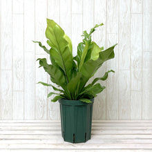 画像をギャラリービューアに読み込む, アスプレニウム・アビス 5号