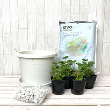 画像をギャラリービューアに読み込む, パセリ 4鉢セット (栽培セット付)