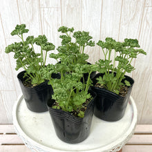画像をギャラリービューアに読み込む, パセリ 4鉢セット (栽培セット付)