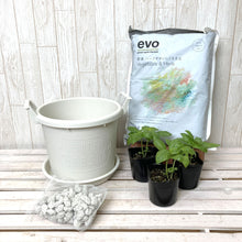 画像をギャラリービューアに読み込む, スイートバジル 3鉢セット 栽培セット付