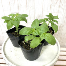 画像をギャラリービューアに読み込む, スイートバジル 3鉢セット 栽培セット付