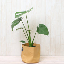 画像をギャラリービューアに読み込む, モンステラ・アダンソニー 6号 鉢カバー「Re:af®」セット