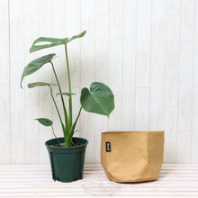 画像をギャラリービューアに読み込む, モンステラ・アダンソニー 6号 鉢カバー「Re:af®」セット