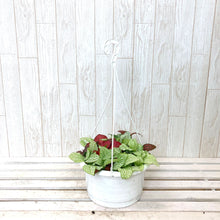 画像をギャラリービューアに読み込む, フィットニア 混色植え 6号