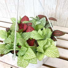 画像をギャラリービューアに読み込む, フィットニア 混色植え 6号