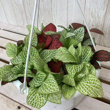 画像をギャラリービューアに読み込む, フィットニア 混色植え 6号