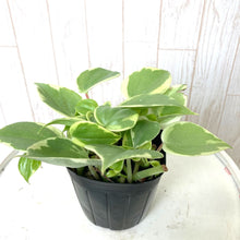 画像をギャラリービューアに読み込む, ペペロミア 3号 3品種アソートセット