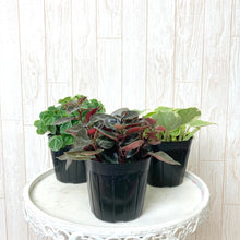 画像をギャラリービューアに読み込む, ペペロミア 3号 3品種アソートセット