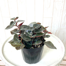 画像をギャラリービューアに読み込む, ペペロミア 3号 3品種アソートセット