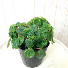 画像をギャラリービューアに読み込む, ペペロミア 3号 3品種アソートセット