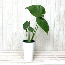 画像をギャラリービューアに読み込む, 【葉が割れるのを楽しむ】モンステラ・アダンソニー 4号