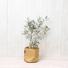 画像をギャラリービューアに読み込む, オリーブの木 5号 鉢カバー「Re:af®」セット 瀬戸内産 品種はおまかせ