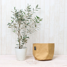 画像をギャラリービューアに読み込む, オリーブの木 5号 鉢カバー「Re:af®」セット 瀬戸内産 品種はおまかせ