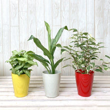 画像をギャラリービューアに読み込む, 【室内向け】ミニ観葉 3鉢アソートセット 3.5号
