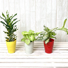画像をギャラリービューアに読み込む, 【室内向け】ミニ観葉 3鉢アソートセット 3.5号