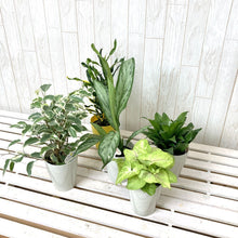 画像をギャラリービューアに読み込む, 【室内向け】ミニ観葉 3鉢アソートセット 3.5号