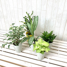 画像をギャラリービューアに読み込む, 【室内向け】ミニ観葉 3鉢アソートセット 3.5号