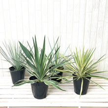 画像をギャラリービューアに読み込む, 【屋外の地植えに】ユッカ 5号 4種セット