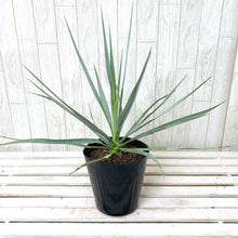 画像をギャラリービューアに読み込む, 【屋外の地植えに】ユッカ 5号 4種セット