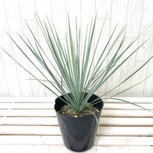 画像をギャラリービューアに読み込む, 【屋外の地植えに】ユッカ 5号 4種セット