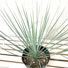 画像をギャラリービューアに読み込む, 【屋外の地植えに】ユッカ 5号 4種セット